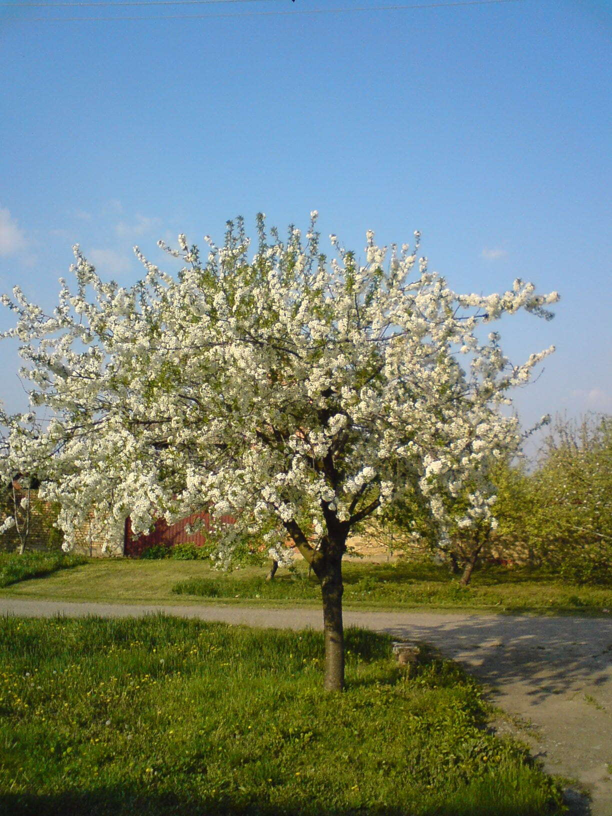 Image of sour cherry