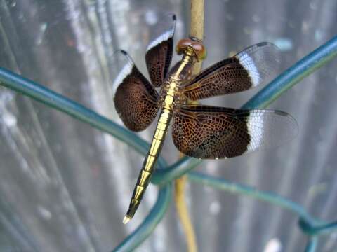 Image of Pied Paddy Skimmer