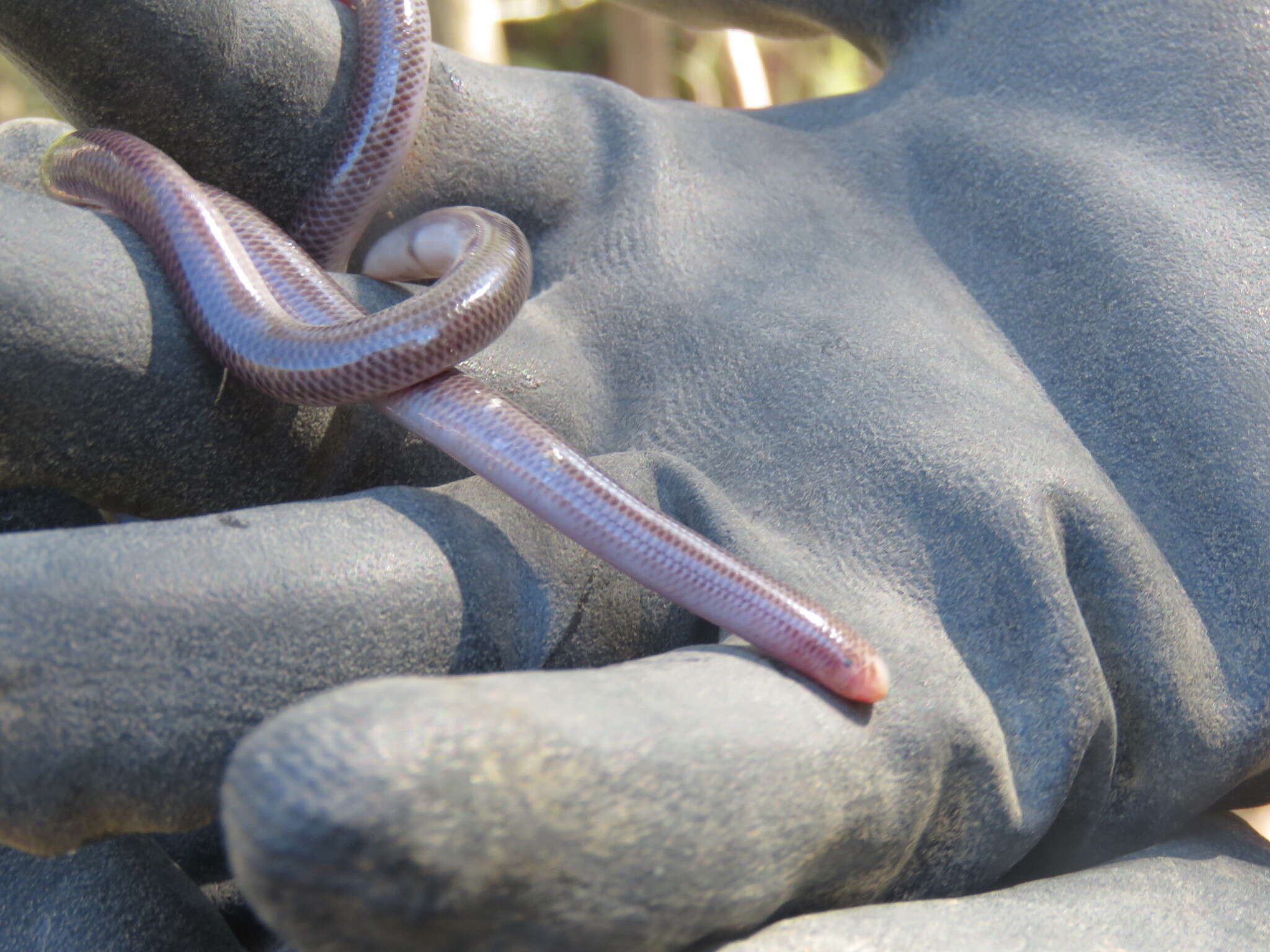 Image of Blackish Blind Snake