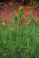 Image of Yellow Loosestrife