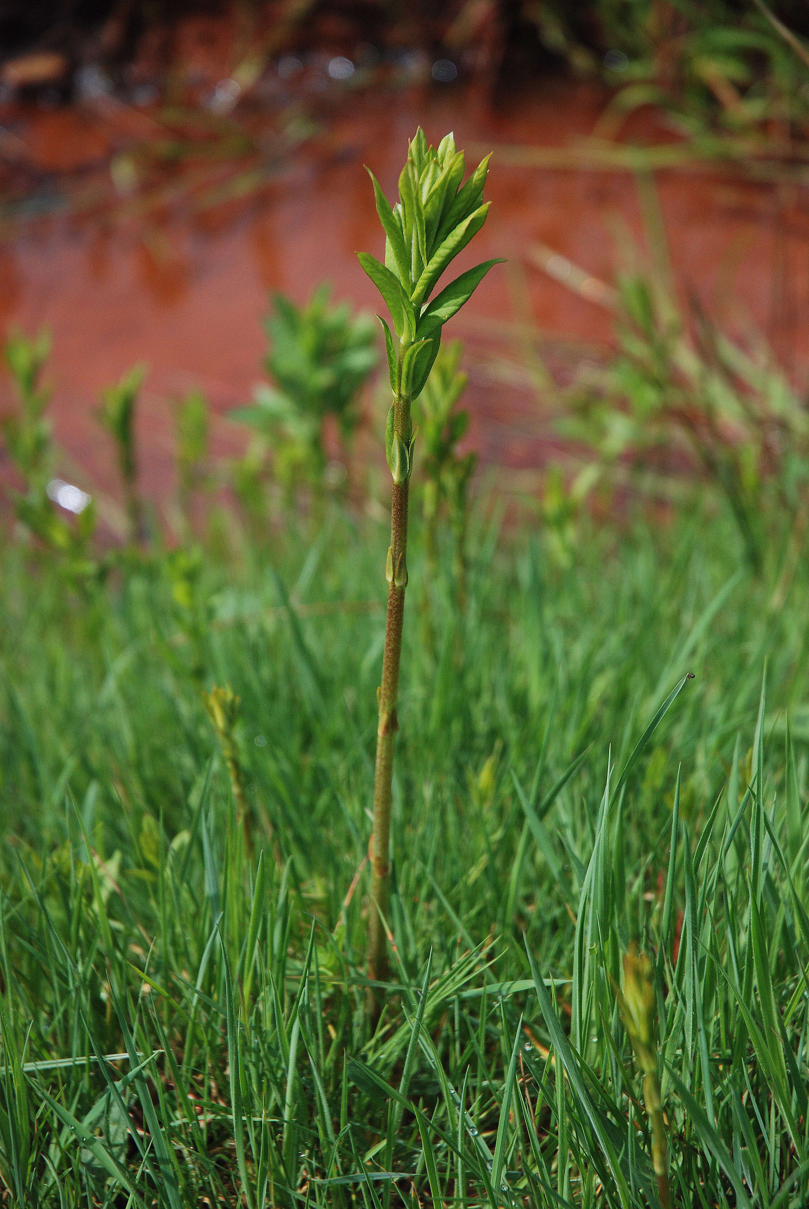 Image of Yellow Loosestrife