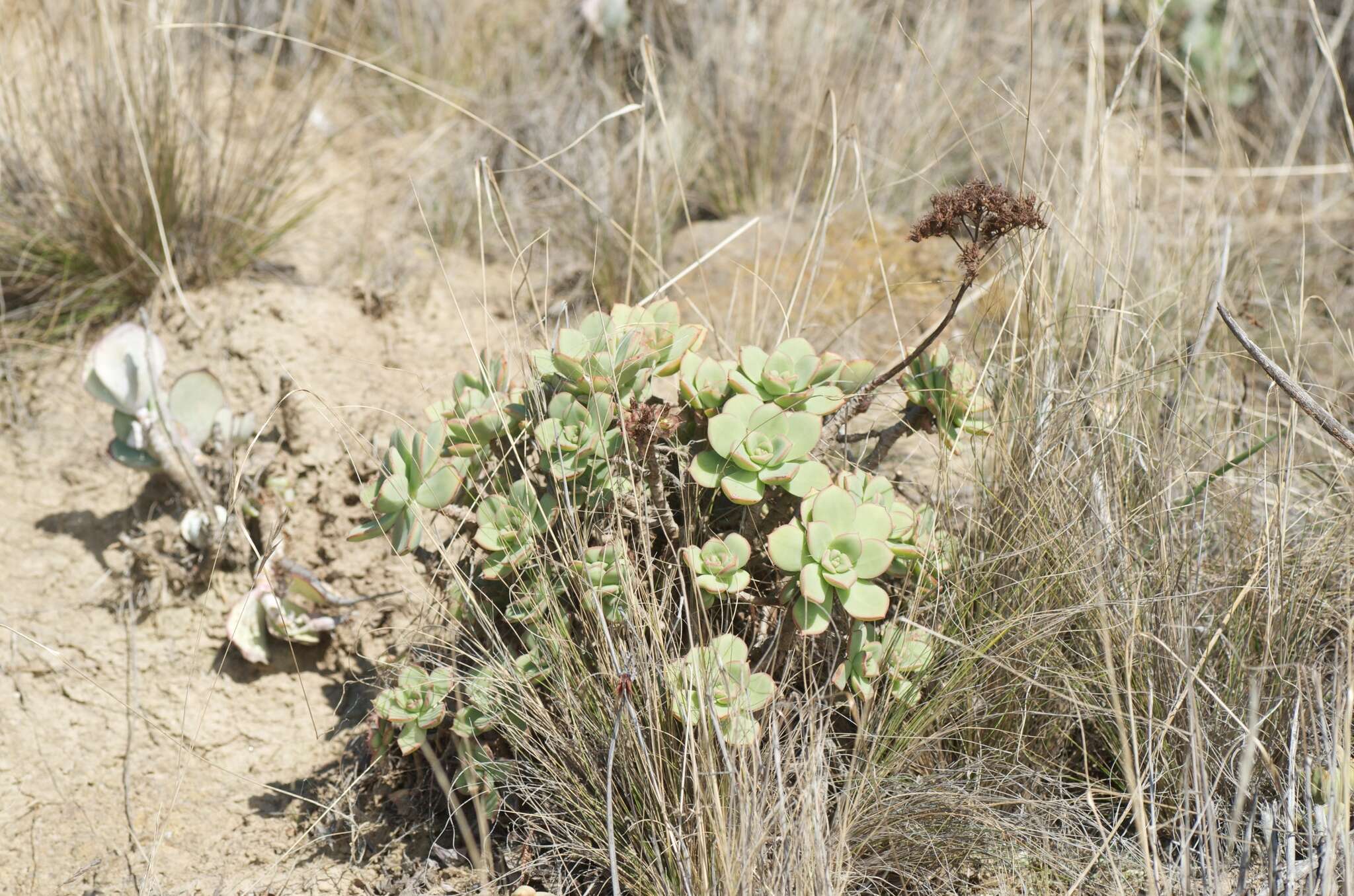 Image de Aeonium haworthii Salm-Dyck ex Webb & Berth.