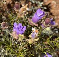 Imagem de Eremophila metallicorum S. Moore