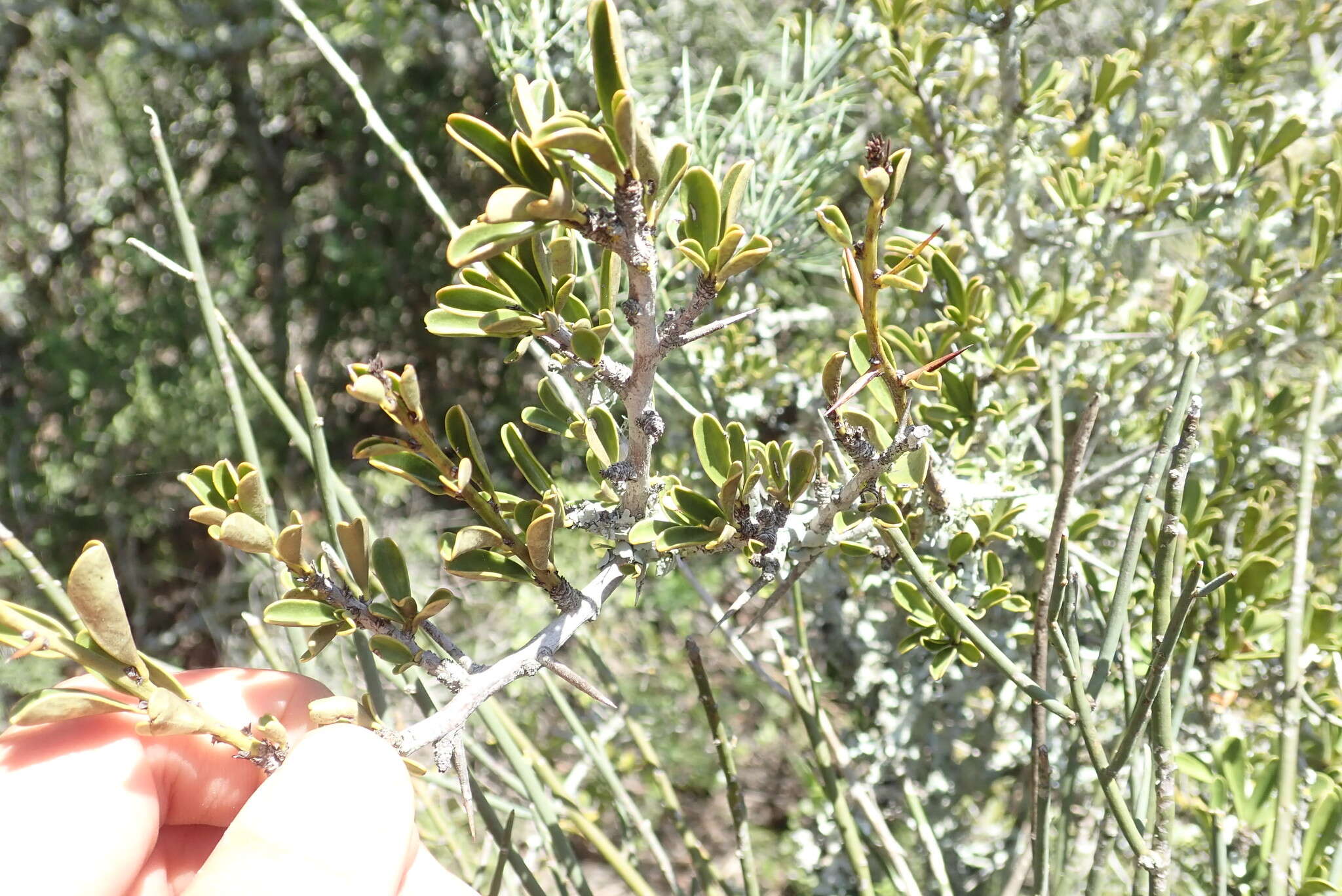 Image of Gymnosporia capitata (E. Mey. ex Sond.) Sim