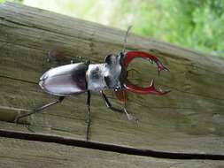 Image of Stag beetle