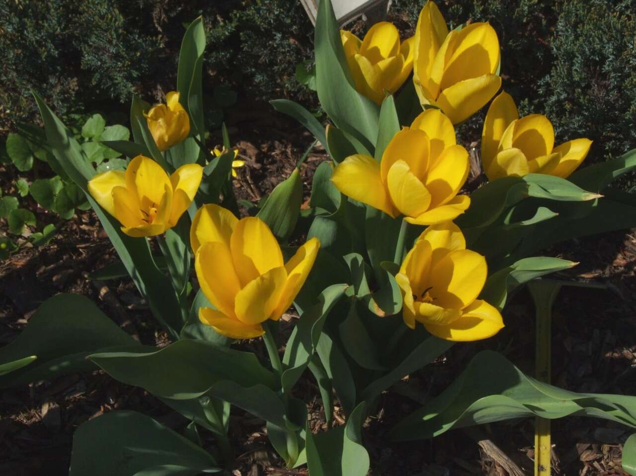 Image de tulipe