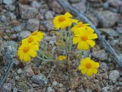 Image de Eriophyllum ambiguum var. paleaceum (Brandeg.) Ferris