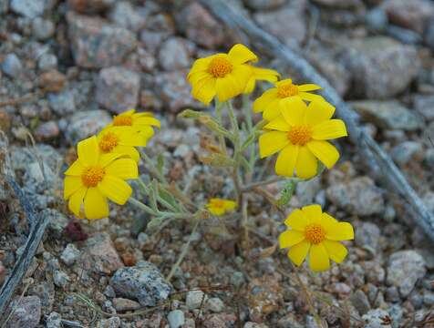 Image of beautiful woolly sunflower