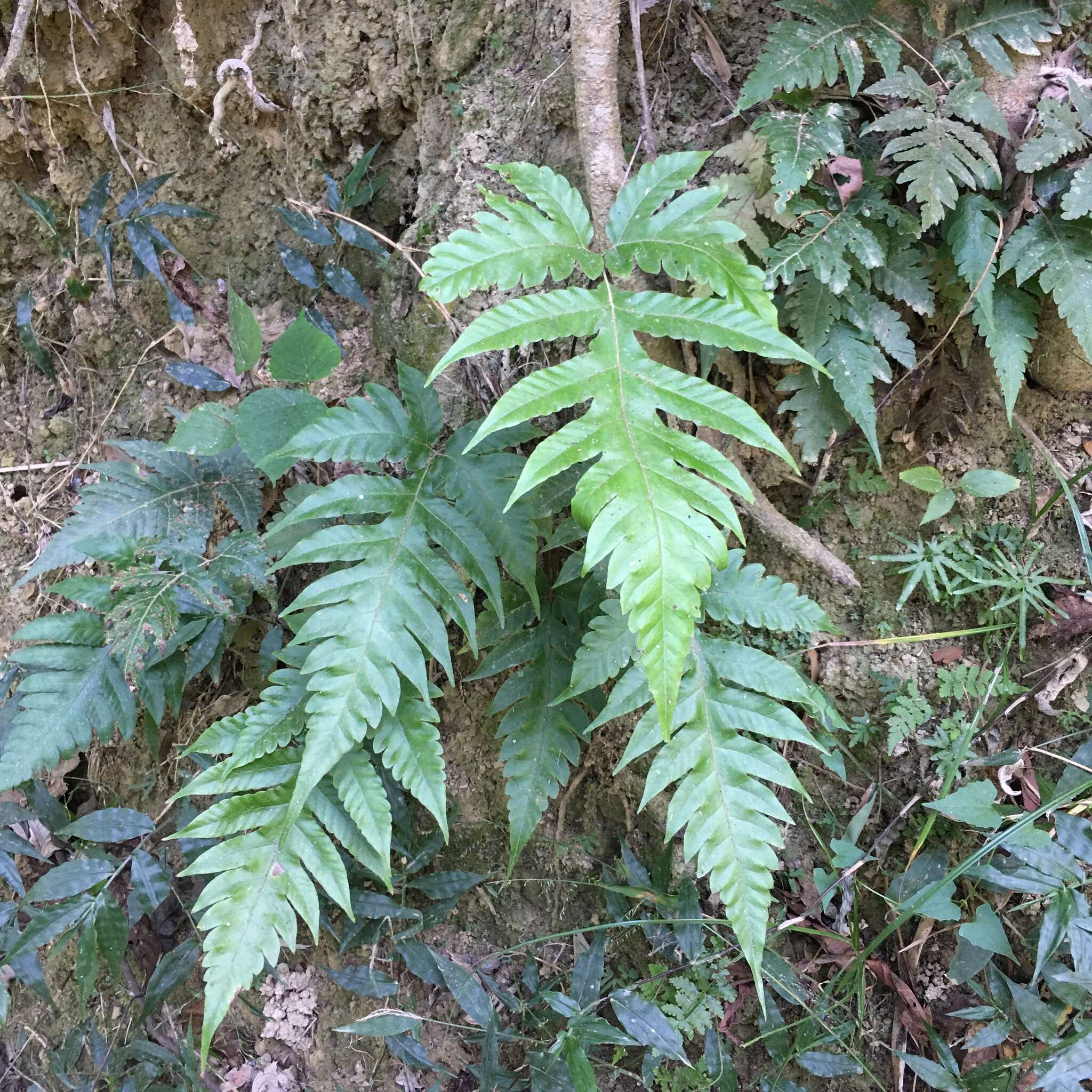 Image of Tectaria multicaudata (C. B. Cl.) Ching