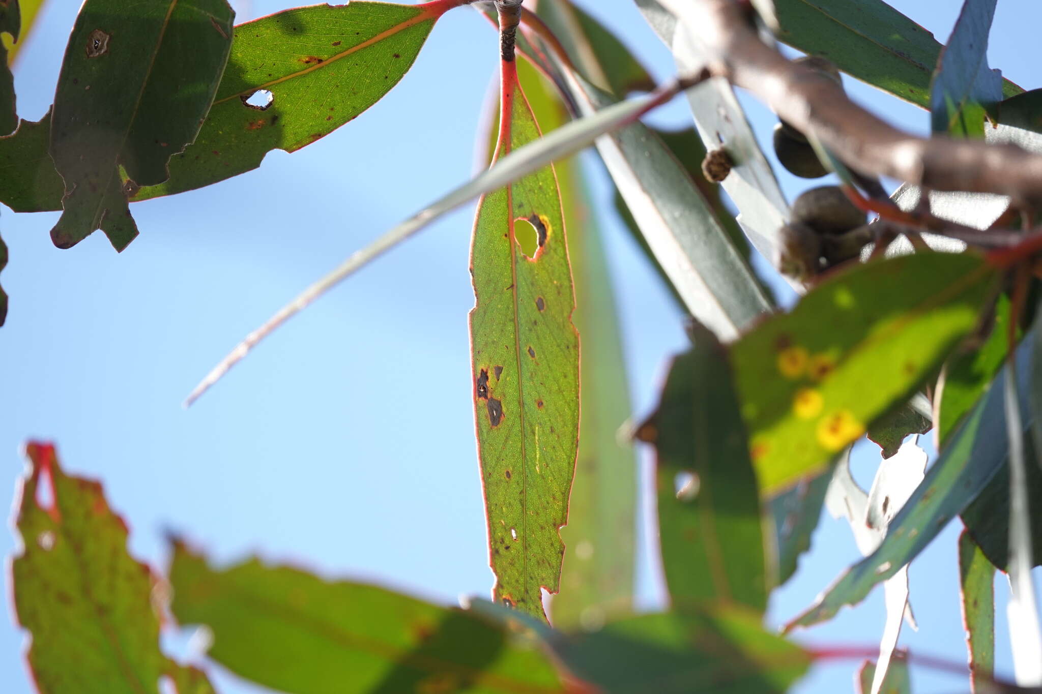 Image of brown stringybark