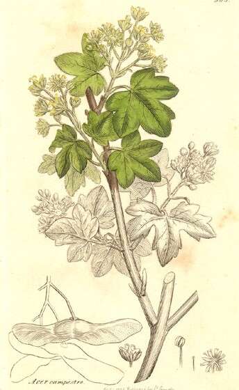 Image of Field Maple