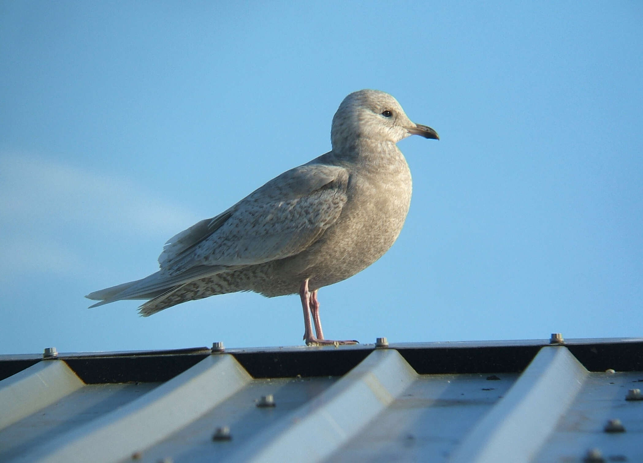 Image of Iceland Gull