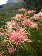 Imagem de <i>Leucospermum <i>tottum</i></i> var. tottum