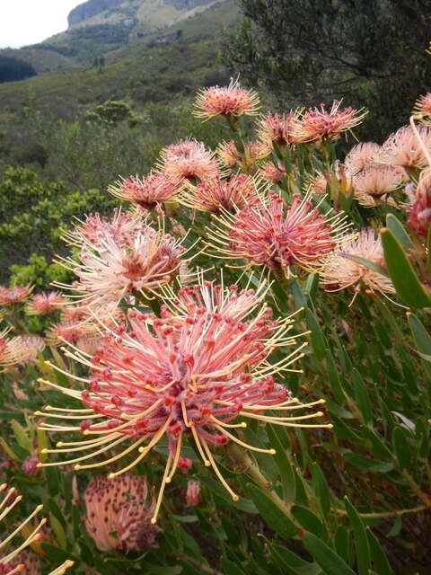 Plancia ëd <i>Leucospermum <i>tottum</i></i> var. tottum