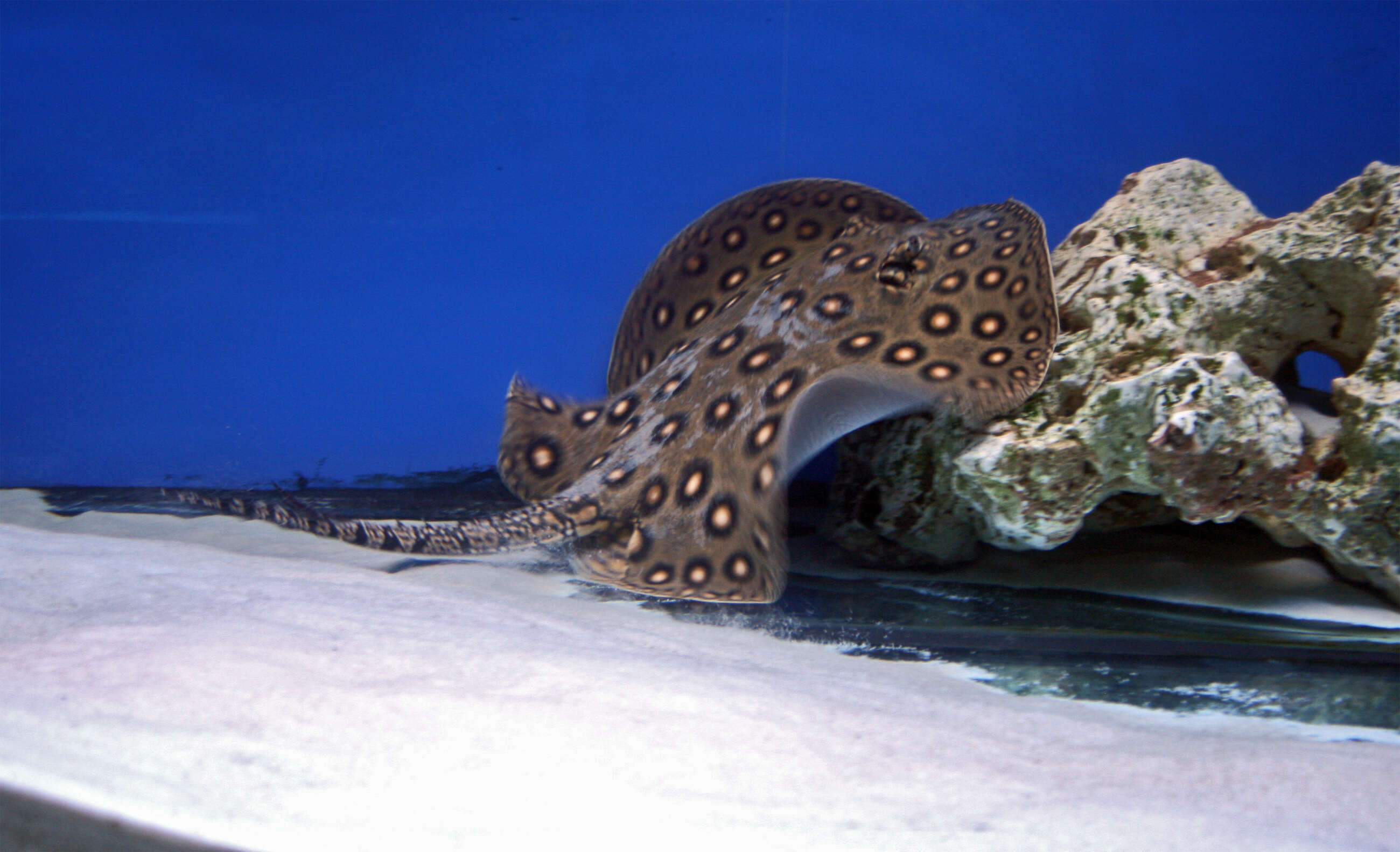 Image of Ocellate River Stingray