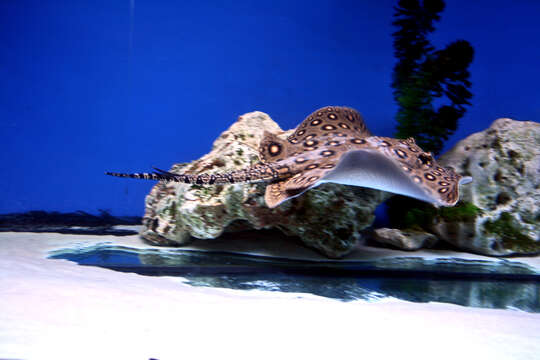 Image of Ocellate River Stingray