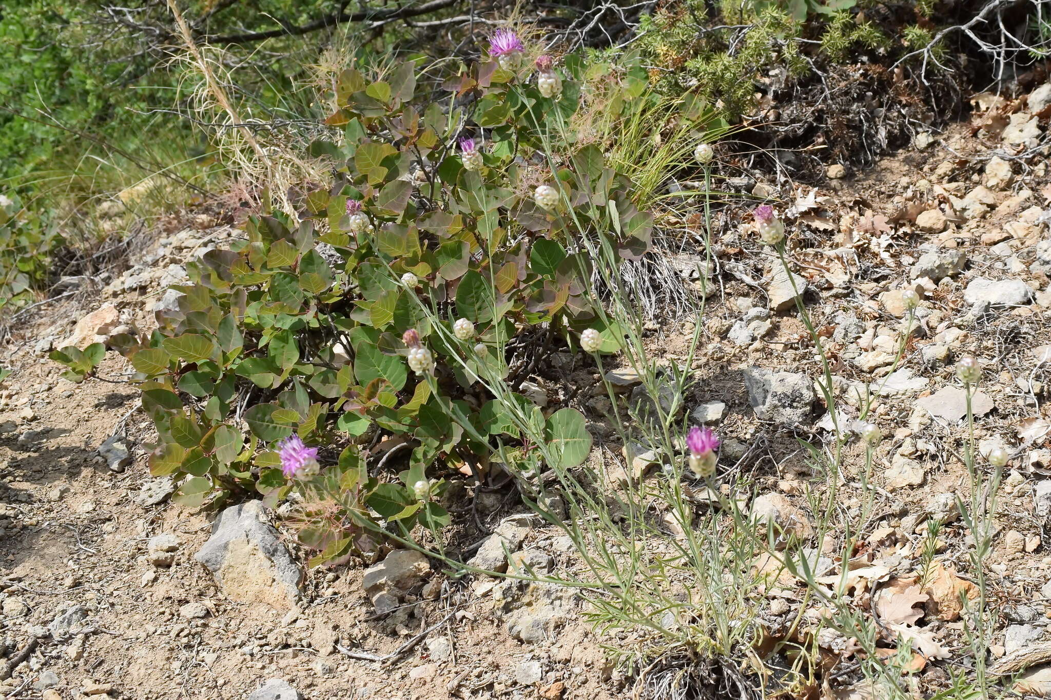 Image of Centaurea sarandinakiae Illarionova