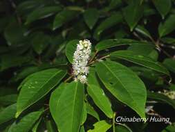 Imagem de Prunus obtusata Koehne