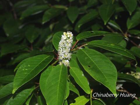 Image de Prunus obtusata Koehne