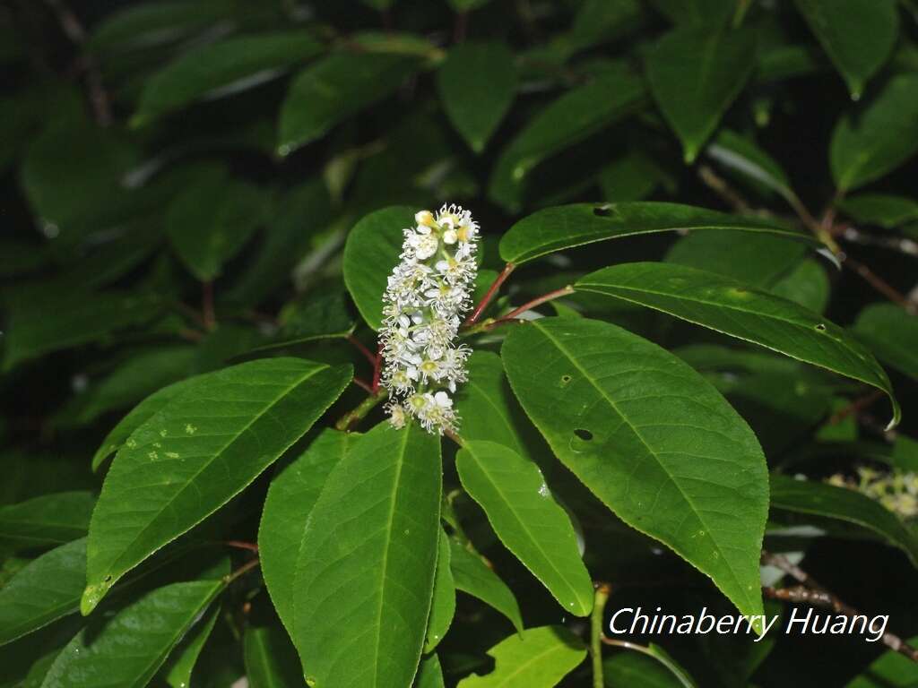 Imagem de Prunus obtusata Koehne