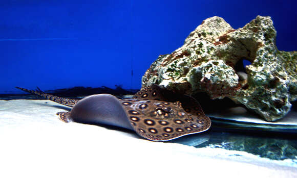 Image of Ocellate River Stingray