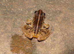 Image of Kirtisinghe's frog