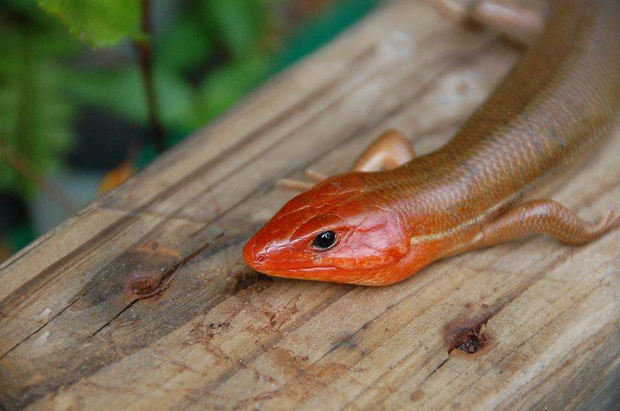 Image of Broad-headed Skink