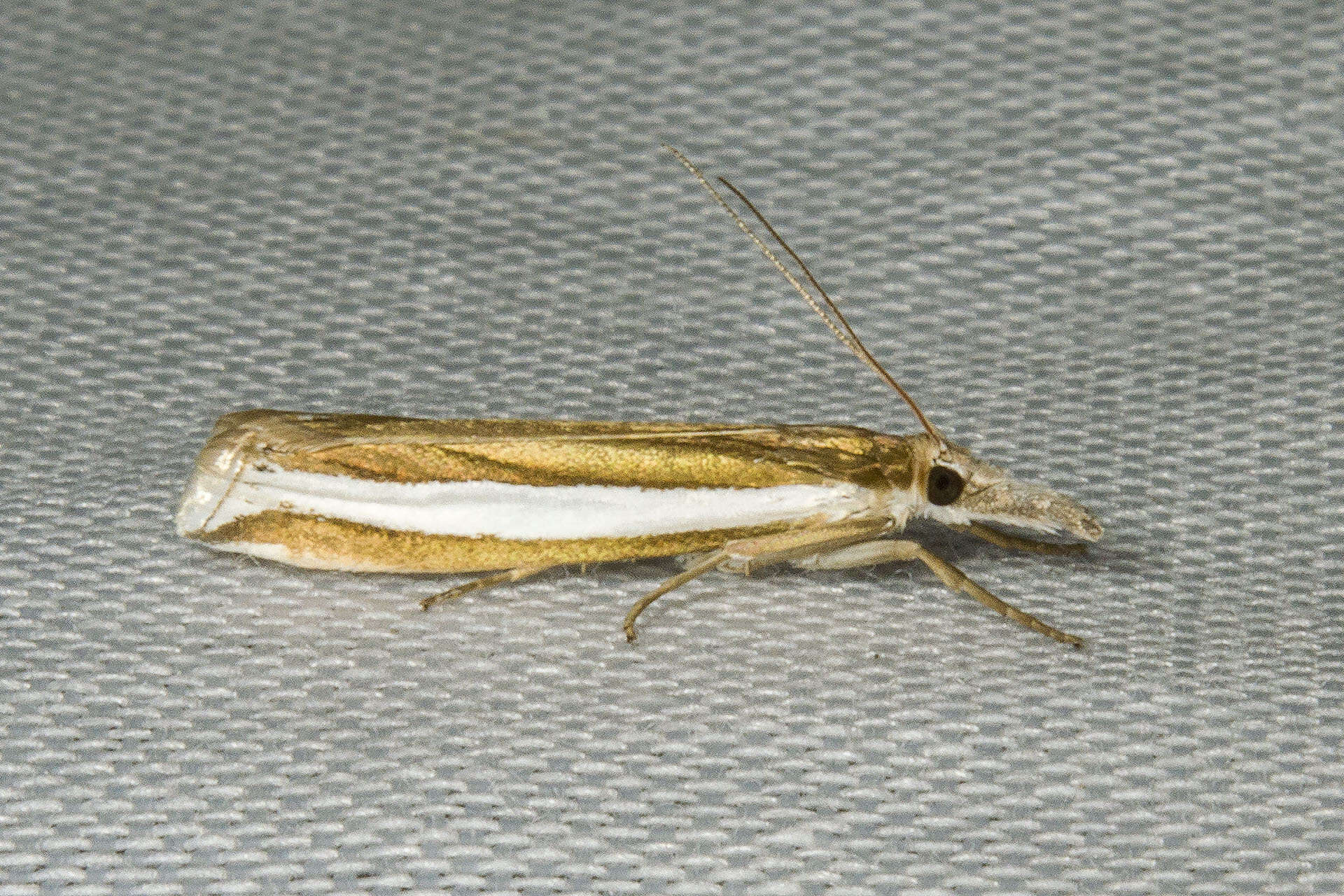 Image of Crambus unistriatellus Packard 1868