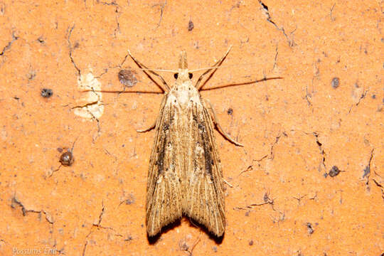 Image of Heterocrossa exochana