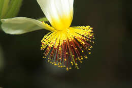 Sivun Sparrmannia africana L. fil. kuva