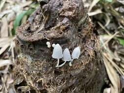 Coprinopsis urticicola (Berk. & Broome) Redhead, Vilgalys & Moncalvo 2001 resmi