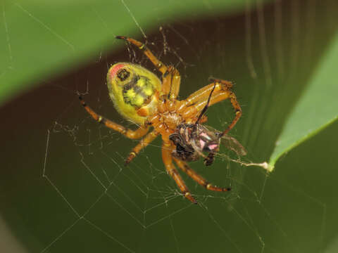 Image of Araniella alpica (L. Koch 1869)