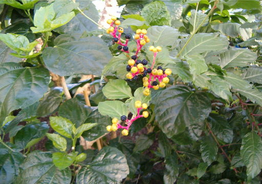 Image of <i>Pleuropetalum darwinii</i> Hook. fil.