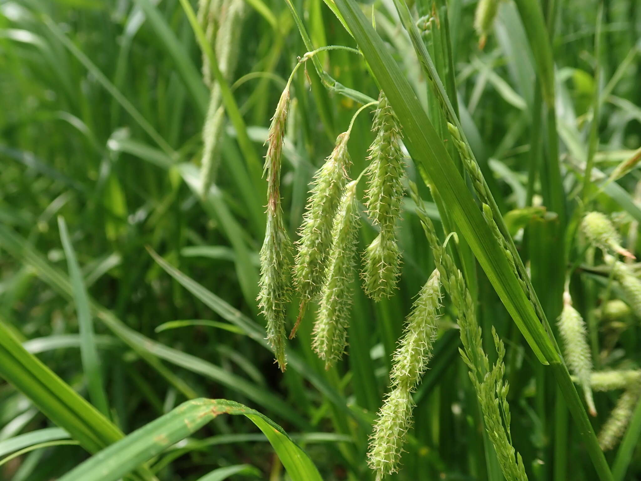 Слика од Carex dimorpholepis Steud.