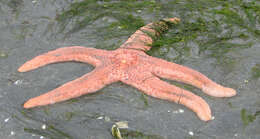 Image of Pacific Sea Stars