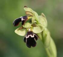 Image of ophrys