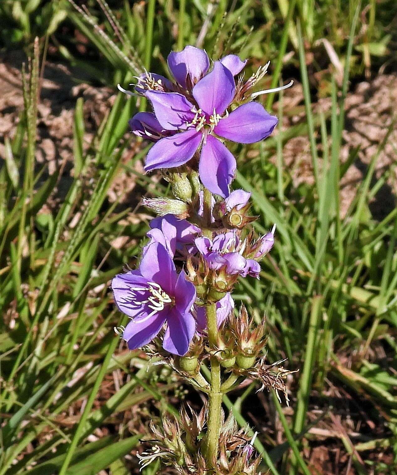 Image de Pleroma gracile (Bonpl.) A. Gray