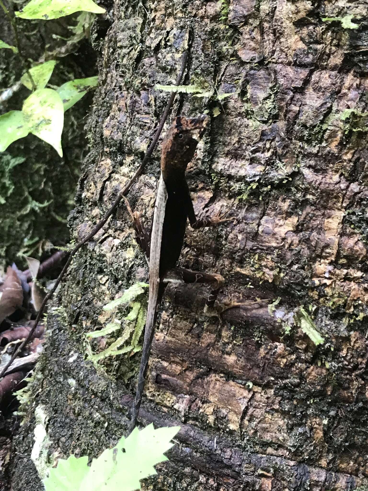 Image of Western Leaf Lizard