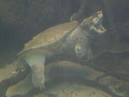 Image of Alligator Snapping Turtles