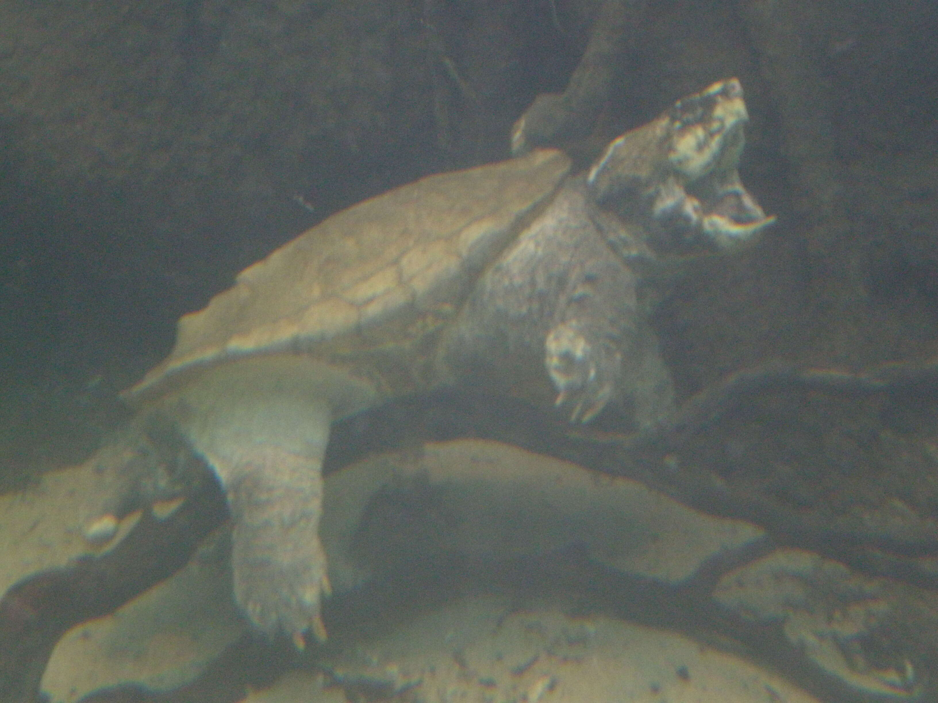 Image of Alligator Snapping Turtles