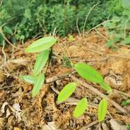 Image of Smilax glabra Roxb.