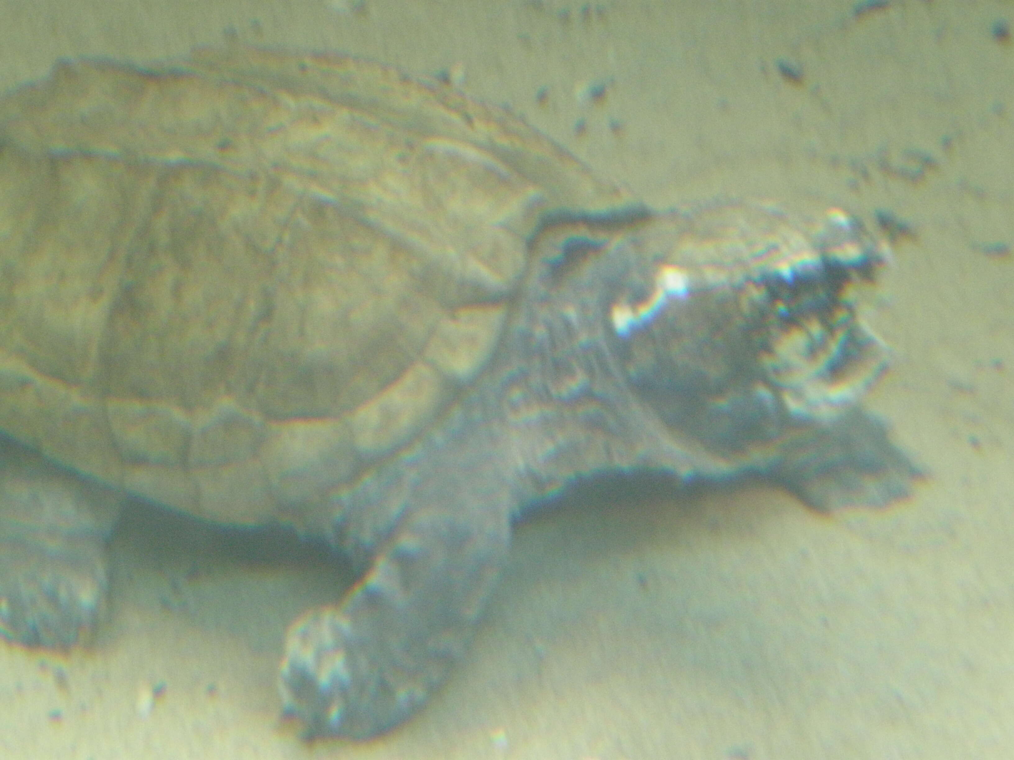 Image of Alligator Snapping Turtles