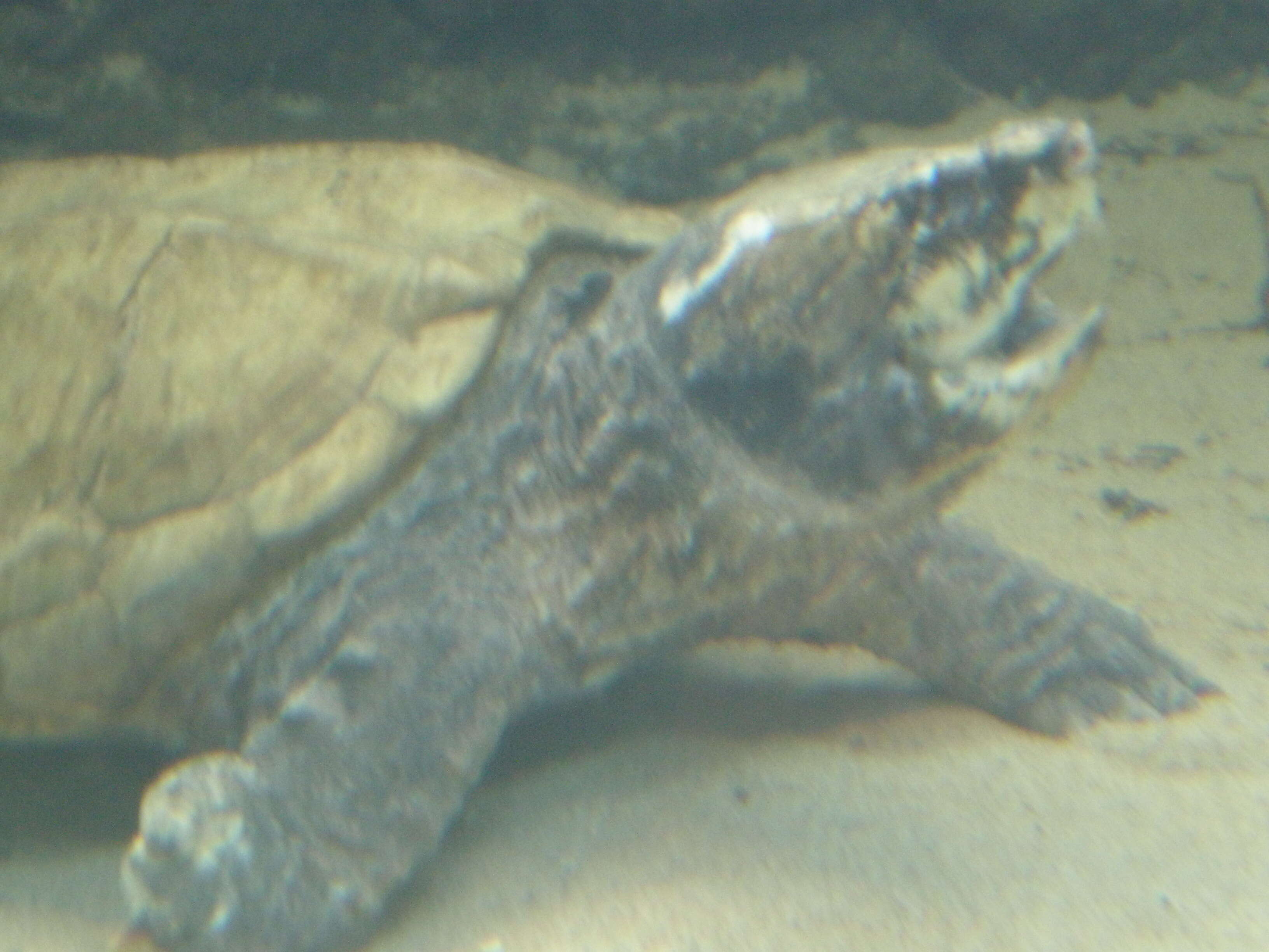 Imagem de Macrochelys