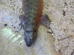 Image de Zonosaure de Madagascar
