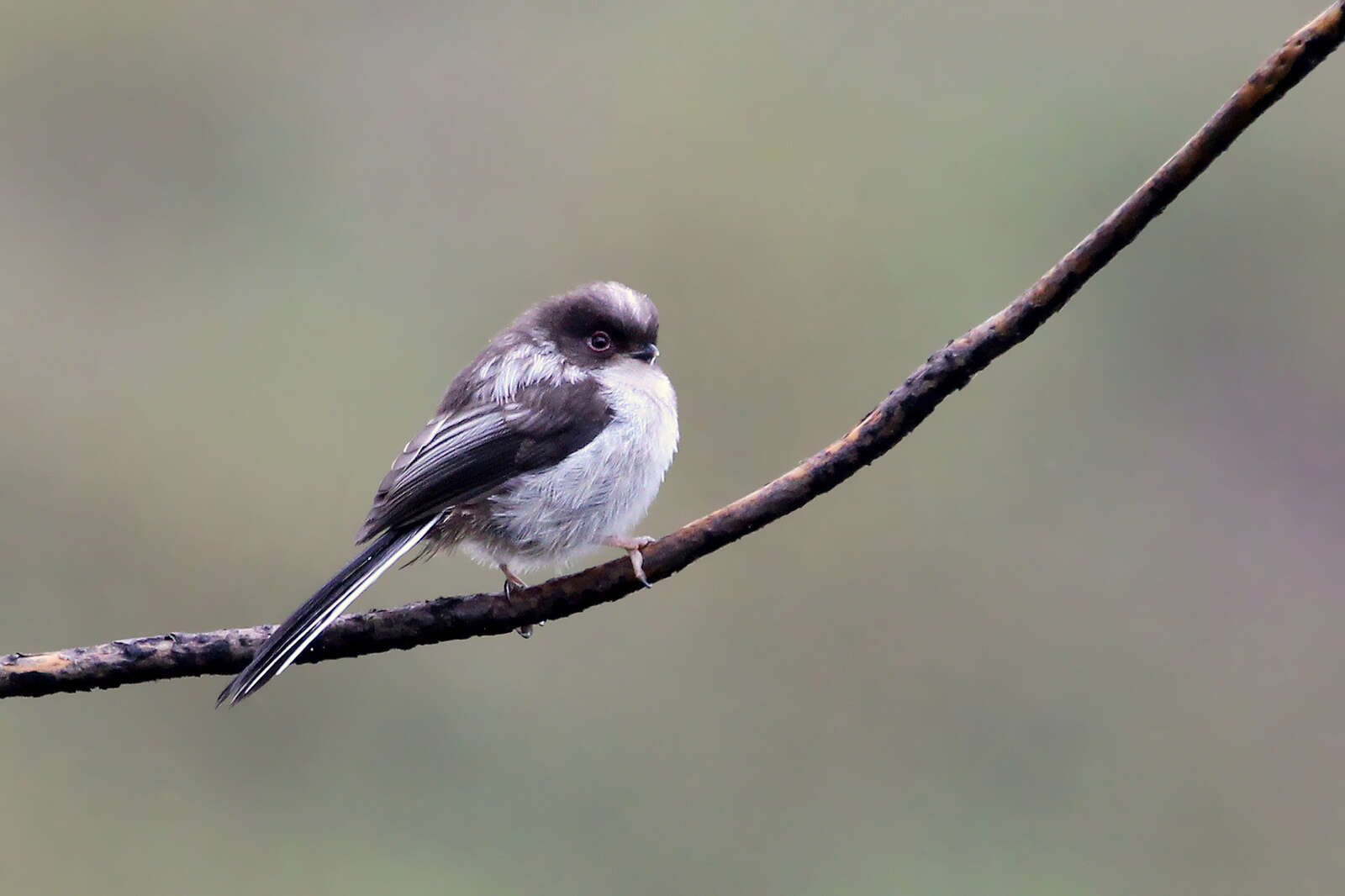 صورة Aegithalos caudatus taiti Ingram & W 1913