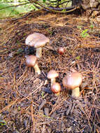 Image of Burgundy mushroom