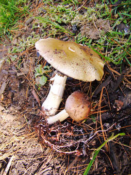 Image of Burgundy mushroom