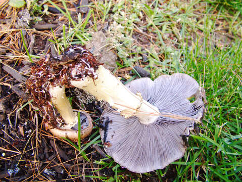 Imagem de Stropharia rugosoannulata Farl. ex Murrill 1922