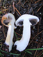 Image of Burgundy mushroom