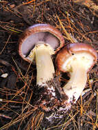 Image of Burgundy mushroom